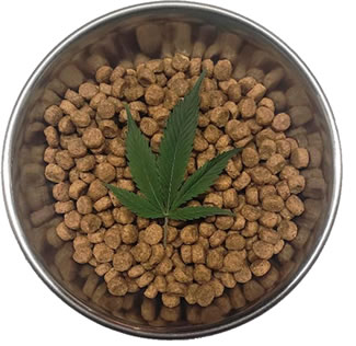 Read more about the article Can My Pets Take CBD Oil?